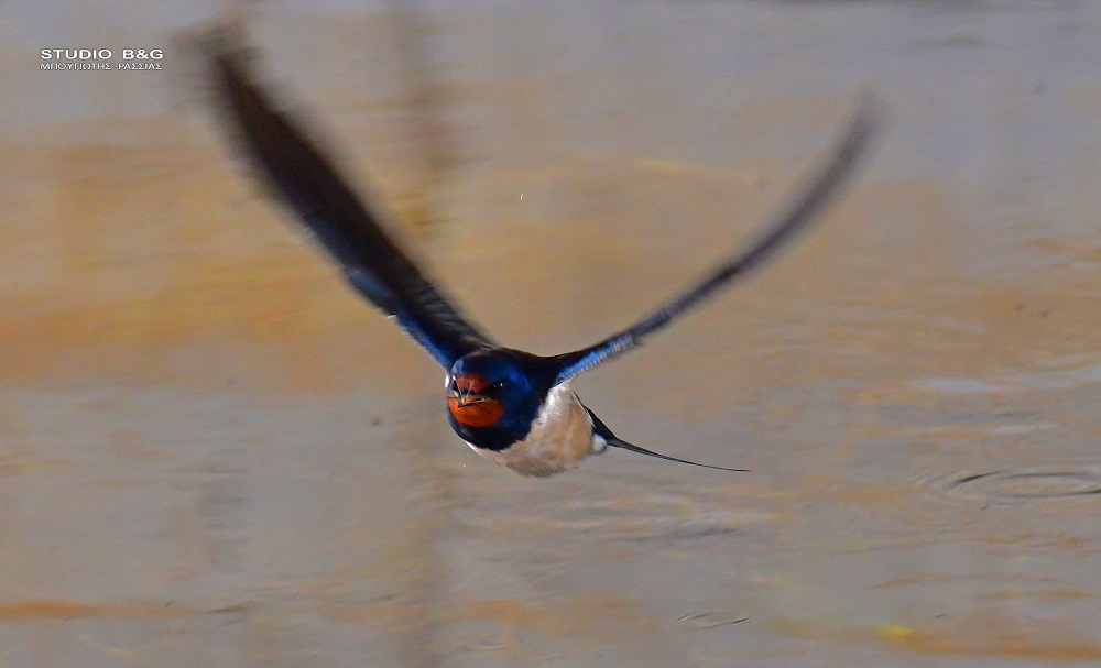 χελιδόνια Ναύπλιο