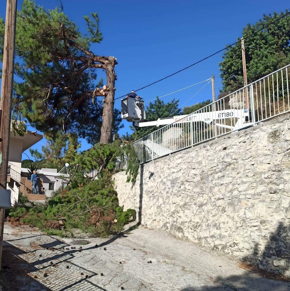 Χουδέτσι δέντρο κοπή