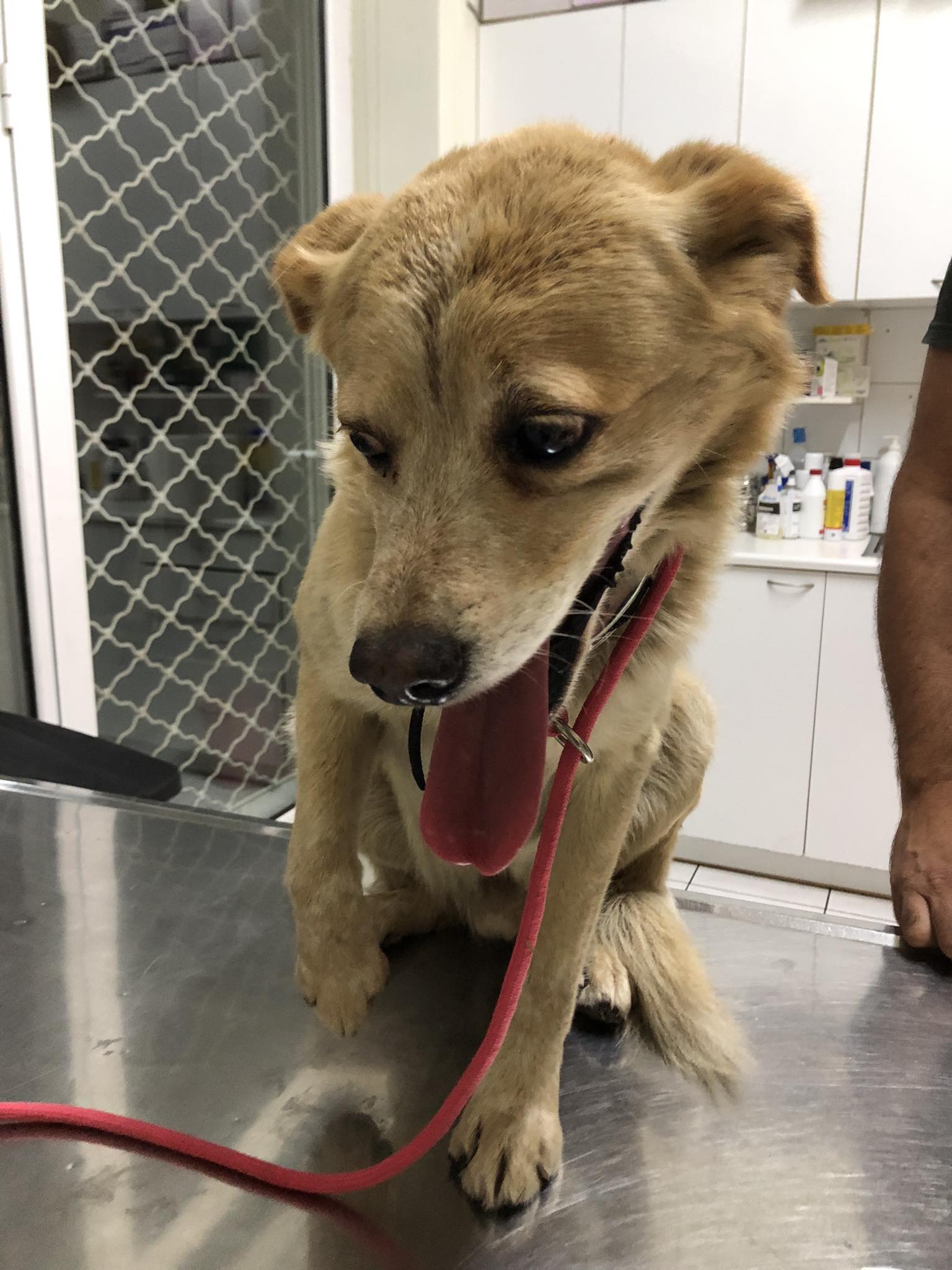 Ζάκυνθος σκυλί