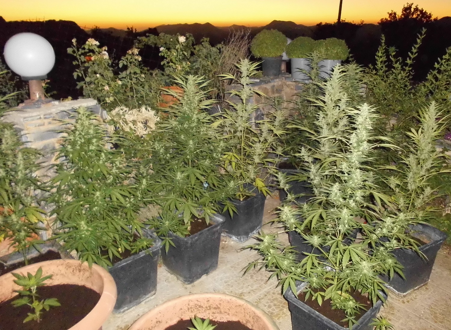 Ναρκωτικά Ζωνιανά