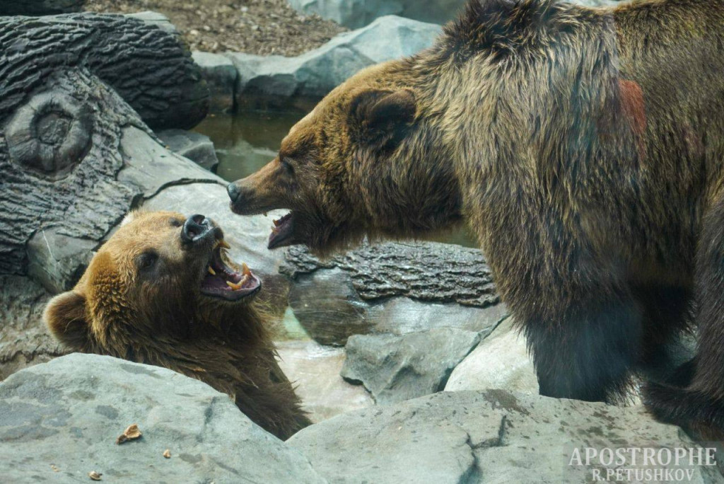 Άνοιξε και πάλι ο Ζωολογικός Κήπος στο Κίεβο