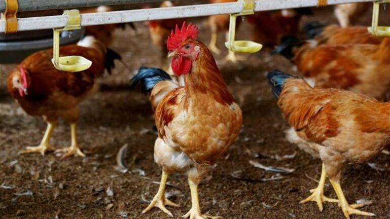 Ολλανδία: Περίπου 216.000 πουλερικά θα θανατωθούν μετά τον εντοπισμό γρίπης των πτηνών
