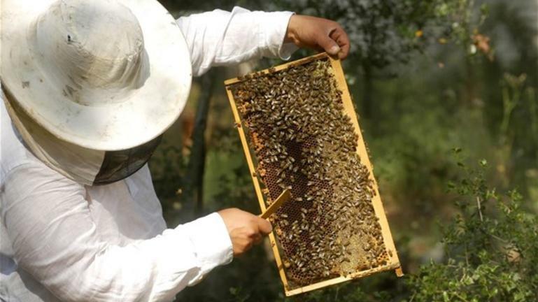 Ενημέρωση για τους μελισσοκόμους της Π.Ε. Χανίων 