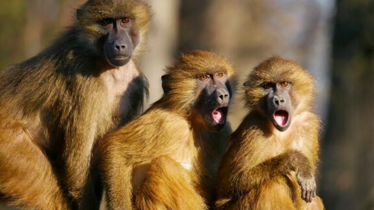 Δραπέτευσαν πίθηκοι μετά από συντριβή φορτηγού που μετέφερε 100 ζώα σε εργαστήριο