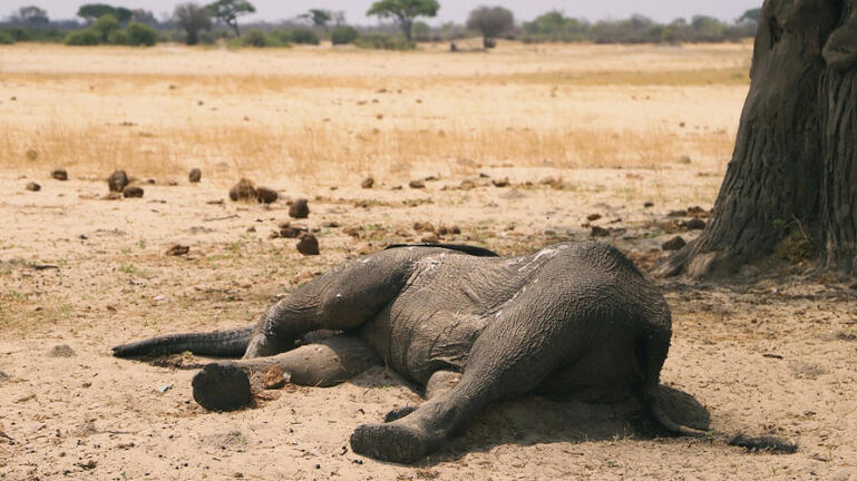 Και οι ελέφαντες θρηνούν τους νεκρούς τους, σύμφωνα με τους επιστήμονες -Δείτε βίντεο 