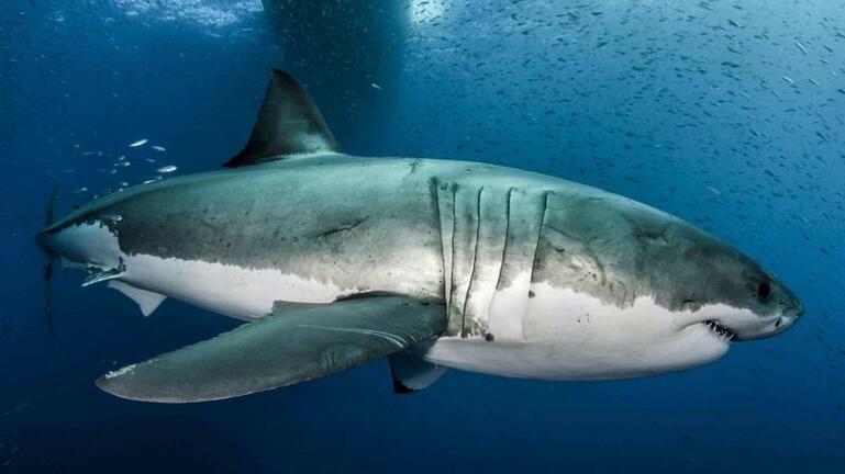 Καρχαρίας κατασπάραξε και σκότωσε 68χρονη 