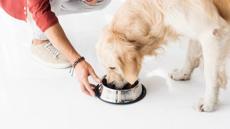 Ποιες τροφές απαγορεύεται να δώσετε στον σκύλο σας