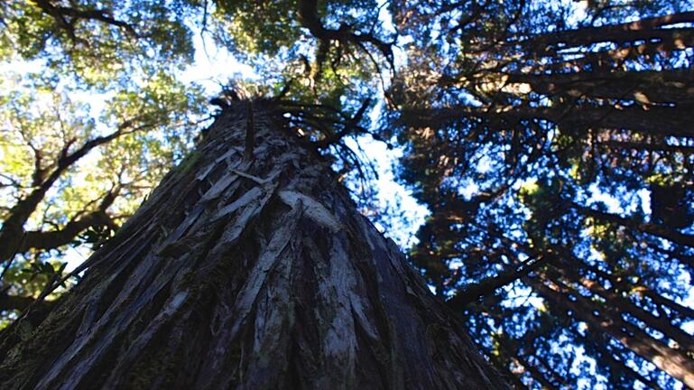 Ανακαλύφθηκε στη Χιλή το αρχαιότερο δέντρο στον κόσμο