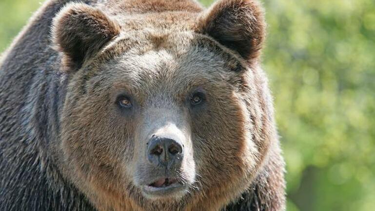 Αρκούδα πέθανε από θερμοπληξία όταν παγιδεύτηκε σε αυτοκίνητο