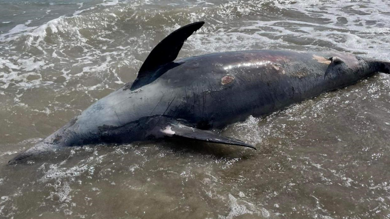 Δελφίνι ξεβράστηκε νεκρό σε παραλία