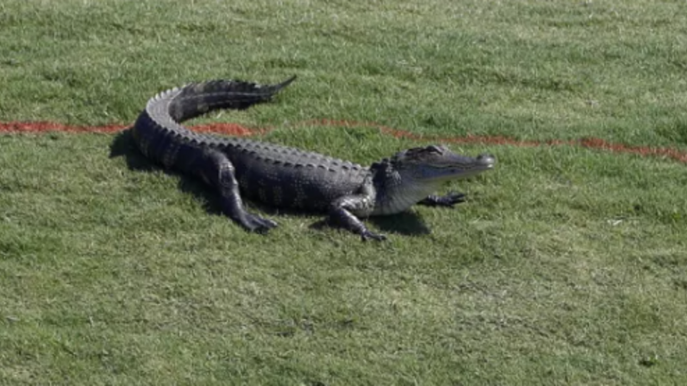 «Στόκερ» αλιγάτορας παρακολουθεί γκόλφερ στη Φλόριντα - Δείτε το βίντεο! 