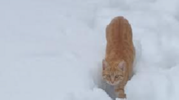 Η γάτα του χιονιού! 