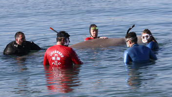 Φάλαινα ζιφιός: Τι έδειξαν τα αποτελέσματα της νεκροψίας του «Σωτήρη»