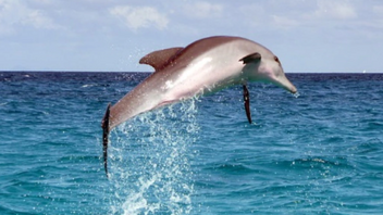 Τα θηλυκά δελφίνια έχουν κλειτορίδα σαν τη γυναικεία που φέρνει ηδονή!