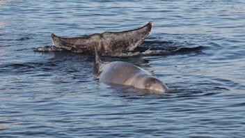 «Αυτή τη στιγμή υποφέρει»: Τι συμβαίνει με τη μικρή φάλαινα που εντοπίστηκε στον Άλιμο
