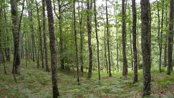 H συνεισφορά των ελληνικών δασών στην μείωση του φαινομένου της κλιματικής αλλαγή 