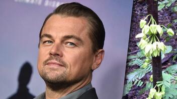 Επιστήμονες τιμούν τον Leonardo DiCaprio δίνοντας το όνομά του σε σπάνιο φυτό