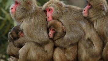 ΗΠΑ: Θανατώθηκαν τρεις πίθηκοι εργαστηρίου