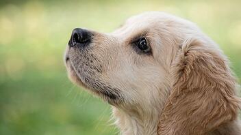 Οι σκύλοι μυρίζουν με μεγάλη ακρίβεια τον κορωνοϊό στους ανθρώπους