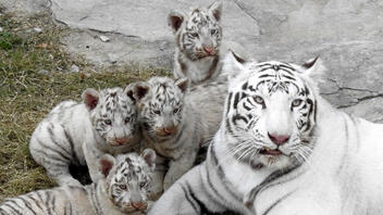 Χιλή: Πειραματικός εμβολιασμός ζώων σε ζωολογικό πάρκο του Σαντιάγο