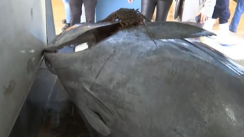 Έπιασαν ψάρι 400 κιλών στο Ιόνιο πέλαγος - Δείτε βίντεο