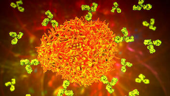 Κορωνοϊός: Τα κύτταρα που μπορούν να σας προσφέρουν σούπερ ανοσία