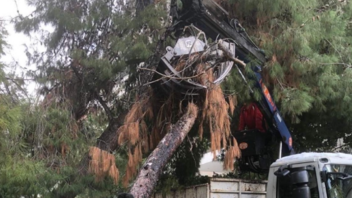Δήμος Παλαιού Φαλήρου: Δωρεάν ξυλεία στους δημότες από τα σπασμένα δέντρα της «Ελπίδας»