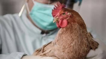 Γρίπη των πτηνών: Σπάνια περίπτωση μετάδοσης της νόσου σε άνθρωπο στην Ισπανία
