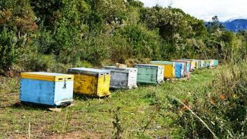 Ηλεκτρονικό Μελισσοκομικό Μητρώο: Εντάχθηκαν ήδη 46.751 μελισσοκόμοι
