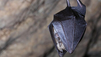 ΥΠΕΝ: Δημιουργούνται 5.000 τεχνητά καταφύγια νυχτερίδων 