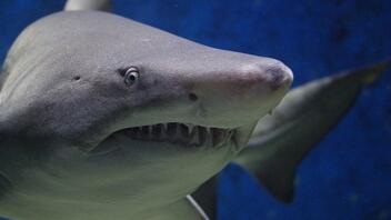 Καρχαρίας δάγκωσε 13χρονο στο πρόσωπο 