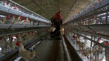 Ινδία: Εκατοντάδες κρούσματα της γρίπης των πτηνών σε φάρμα για ερευνητικούς σκοπούς