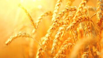 Ο Άντονι Μπλίνκεν κατηγορεί τη Ρωσία ότι κλέβει το ουκρανικό σιτάρι για να το πουλήσει 