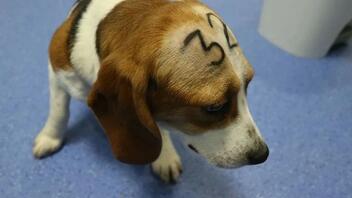 Το Πανεπιστήμιο της Βαρκελώνης θα εκτελέσει 38 σκυλιά Μπιγκλ που χρησιμοποιήθηκαν σαν πειραματόζωα