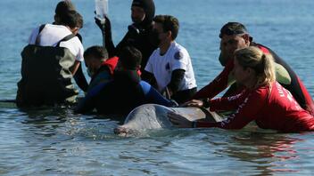 Βρέθηκε νεκρή η νεαρή φάλαινα του Αλίμου