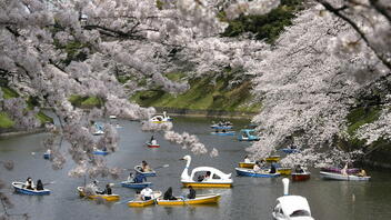 Άνθισαν και φέτος, οι κερασιές στην Ιαπωνία 