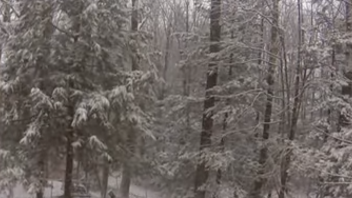 Εντυπωσιακό βίντεο time lapse: Δείτε πώς τα κλαδιά λυγίζουν από το βάρος του χιονιού