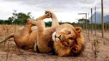 H «ορμόνη της αγάπης» μετατρέπει τα λιοντάρια σε γατάκια