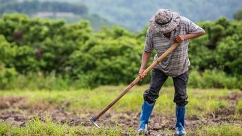 Επιπλέον εργάτες γης έως το τέλος του έτους, ζητούν οι αγρότες της Ιεράπετρας 
