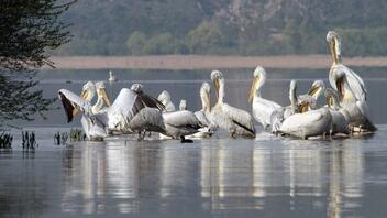 Λίμνη Δοϊράνης: Τους αργυροπελεκάνους «χτυπά» η γρίπη των πτηνών