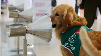Οι εκπαιδευμένοι σκύλοι μπορούν να μυρίσουν τον κορωνοϊό