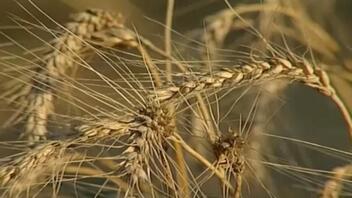 Η κυβέρνηση της Ινδίας απαγόρευσε τις εξαγωγές σιτηρών