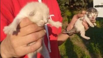 Πέταξαν νεογέννητα γατάκια σε κάδο 