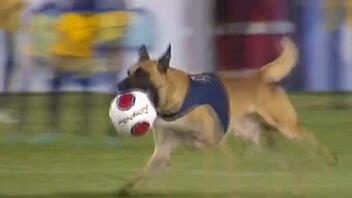 Αστυνομικός σκύλος διακόπτει αγώνα για να... κλέψει τη μπάλα!