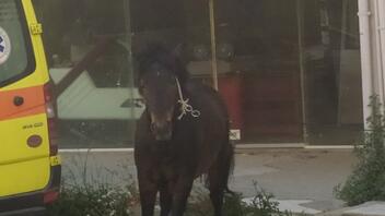 Ένα άλογο στην πλατεία Σινάνη!