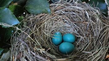 Τα πουλιά γεννούν νωρίτερα τα αυγά τους, εξαιτίας της κλιματικής κρίσης