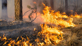 Έκαψε 10 στρέμματα η φωτιά στο Μελιδόνι Μυλοποτάμου 