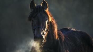 Δίκυκλο συγκρούστηκε με άλογο - Σοβαρά τραυματισμένοι 17χρονος και 19χρονη 