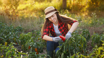 Πώς να αυξήσετε την απόδοση των καλλιεργειών σας