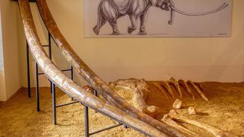 Οι μεγαλύτεροι χαυλιόδοντες του κόσμου στο Μουσείο Φυσικής Ιστορίας Γρεβενών!